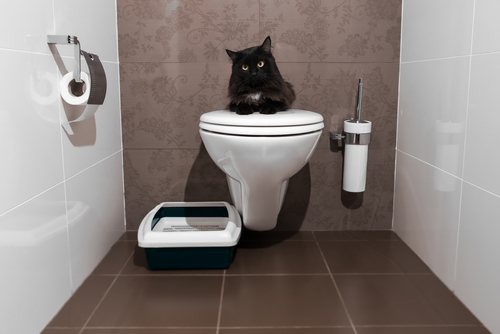 Clogged Pipes | Clogged Toilet | Billy the Sunshine Plumber