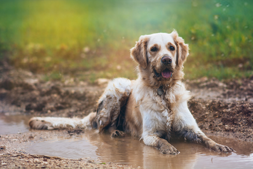 I Need a Plumber | 24-Hour Plumber | Plumber Near Me | - Billy The Sunshine Plumber I Need a Plumber | 24-Hour Plumber | Plumber Near Me |