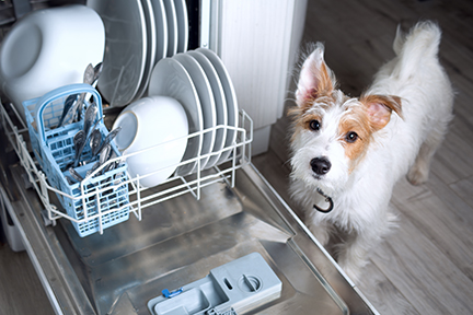 Dishwasher,Dog,-,Cute,Jack,Russell,Doggy,With,Dishwasher,Mashine - Billy The Sunshine Plumber